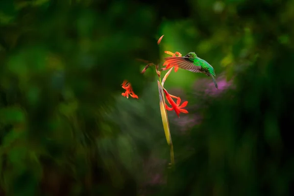 Grön Crowned Lysande Heliodoxa Jacula Med Vacker Röd Blomma Fågel — Stockfoto