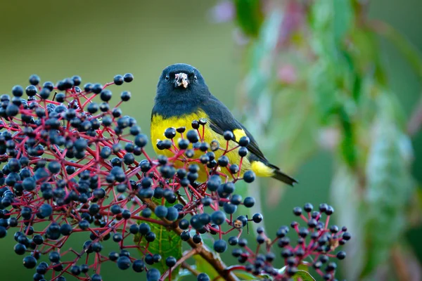 Kuňka Carduelis Xanthogastra Tropické Žlutý Černý Pták Jíst Modré Ovoce — Stock fotografie