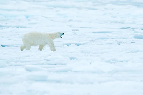 北极熊在漂流冰边缘与雪和水在俄国海 白色动物在自然栖所 大自然的野生动物场景 危险的熊走在冰上 美丽的夜空 — 图库照片