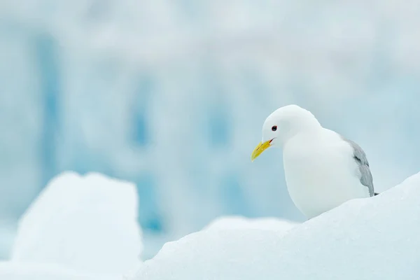 북극에서 장면에 Kittiwake 스발바르 노르웨이에서 빙하와 마리사 Tridactyla — 스톡 사진