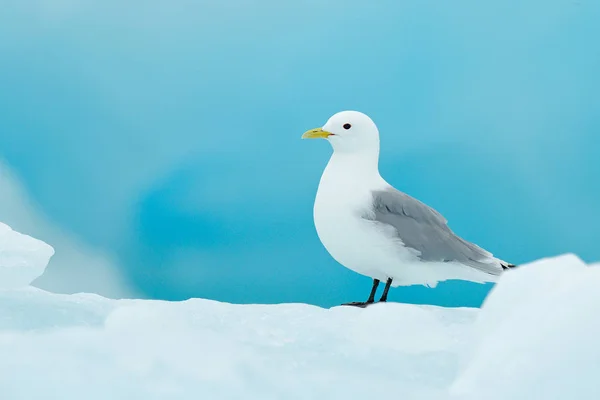 Vogel Het Ijs Winters Tafereel Van Noordpool Drieteenmeeuw Rissa Tridactyla — Stockfoto