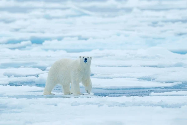 北极熊在漂流冰边缘与雪和水在俄国海 白色动物在自然栖所 大自然的野生动物场景 危险的熊走在冰上 美丽的夜空 — 图库照片