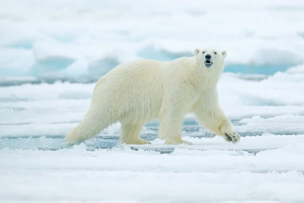 Oso Polar Borde Hielo Deriva Con Nieve Agua Mar Ruso — Foto de Stock