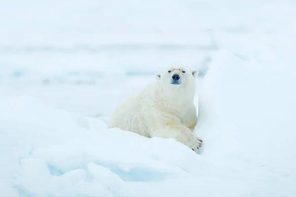 在斯瓦尔巴海 北极熊在白雪和水的漂流冰缘上生存 白色的大型动物在自然界的栖息地 大自然的野生动物场景 在冰上行走的危险熊 — 图库照片