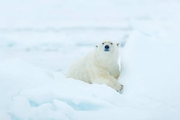 Oso Polar Borde Hielo Deriva Con Nieve Agua Mar Svalbard —  Fotos de Stock