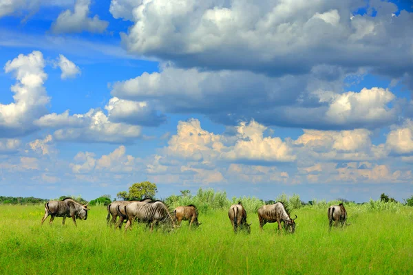 Mavi wildebeest, Connochaetes taurinus, çayır, Botswana, Afrika doğa ortamlarında büyük hayvan üzerinde çalışan. Afrika yatay, büyük gri hayvan.