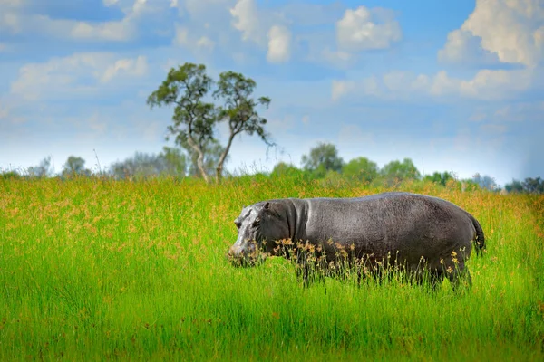 Hippo Grass Wet Green Season African Hippopotamus Hippopotamus Amphibius Capensis — Stock Photo, Image