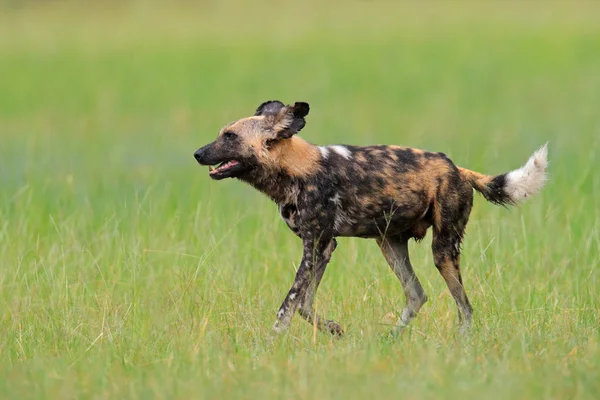 非洲野狗 漫步在绿草 Okacango 博茨瓦纳 有大耳朵的危险斑点动物 在非洲野生动物园打猎画的狗 野生动物现场从自然 — 图库照片