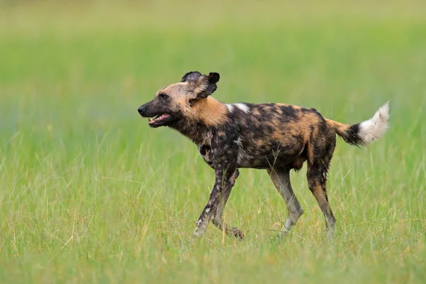 Perro Salvaje Africano Paseando Hierba Verde Okacango Deta Botswana África —  Fotos de Stock