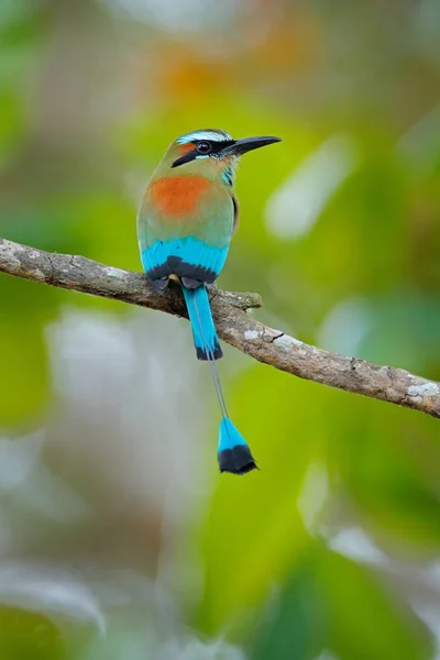 Zelené Jablko Starý Motmot Eumomota Superciliosa Portrét Nice Velký Pták — Stock fotografie