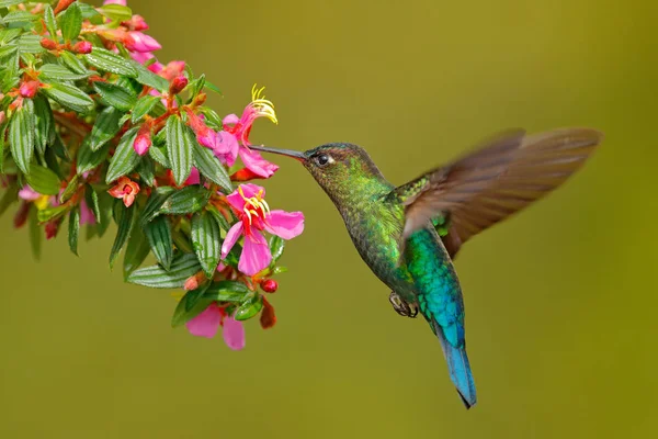 Hummingbird Pink Flower Fiery Throated Hummingbird Flying Next Beautiful Bloom — Stock Photo, Image