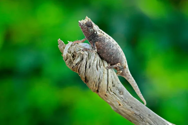 Brookesia Thieli Thiel Pigme Bukalemun Orman Habitat Dalında Oturan Egzotik — Stok fotoğraf