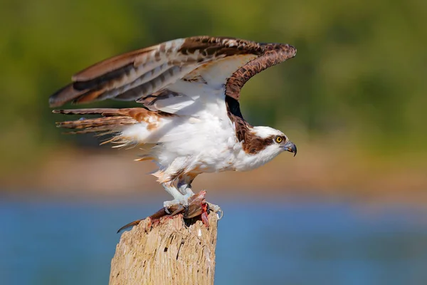 Osprey Рибою Хижий Птах Скопа Pandion Haliaetus Харчуючись Спійману Рибу — стокове фото