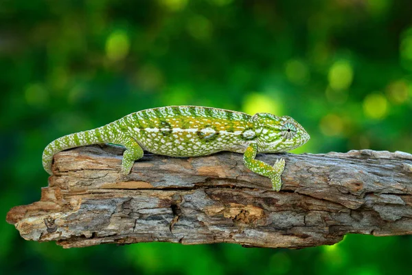 Koberce Chameleon Furcifer Lateralis Sedící Větvi Lesních Stanovišť Exotické Krásná — Stock fotografie