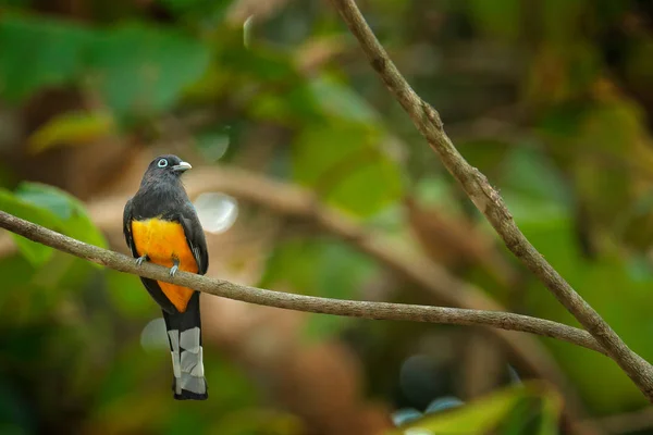 Trogón Cabeza Negra Trogon Melanocephalus Pájaro Tropical Exótico Amarillo Azul — Foto de Stock