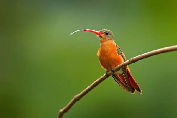 Amazilia Rutila Tarcoles 코스타리카 지에서 동물입니다 남미에서에서 오렌지 — 스톡 사진