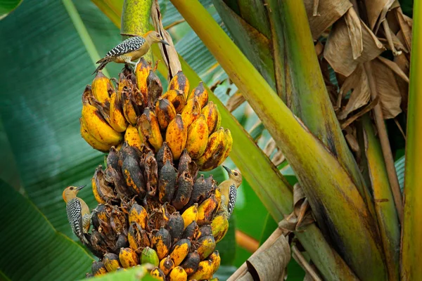 Groups of woodpeckers feeding on banana tree. Hoffmann\'s woodpecker Melanerpes hoffmannii, in the nature habitat, bird behaviour. Wildlife scene  from tropic forest, Carara NP, Costa Rica.