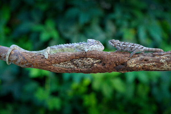 Furcifer verrucosus, Warty chameleons sitting on the branch in forest habitat. Exotic beautifull endemic green reptile with long tail from Madagascar. Wildlife scene from nature.  