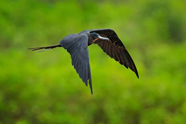 Magnífico Frigatebird Fregata Magnificens Ave Voladora Vegetación Verde Aves Marinas — Foto de Stock