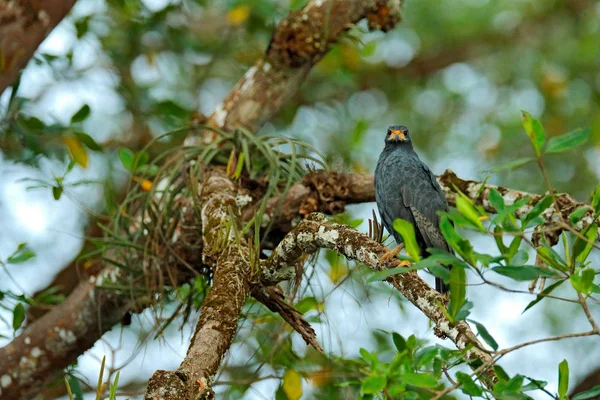 红树林黑鹰 Buteogallus 大鸟在中南美发现 来自热带自然的野生动物场景 鹰在自然栖息地 — 图库照片