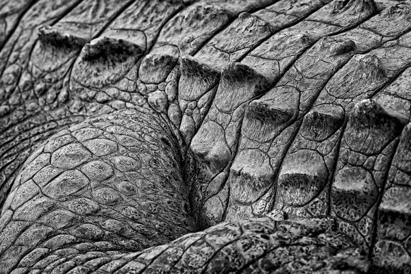 Crocodiles Amérique Crocodylus Acutus Animaux Dans Rivière Scène Animalière Nature — Photo