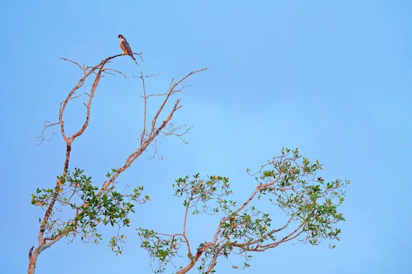 Peregrine Falcon Falco Peregrinus Mavi Gökyüzü Tarcoles Nehri Carara Milli — Stok fotoğraf