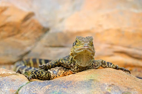 Австралийский Водный Дракон Physignathus Lesueurii Ящерица Австралии Рептилия Каменной Среде — стоковое фото