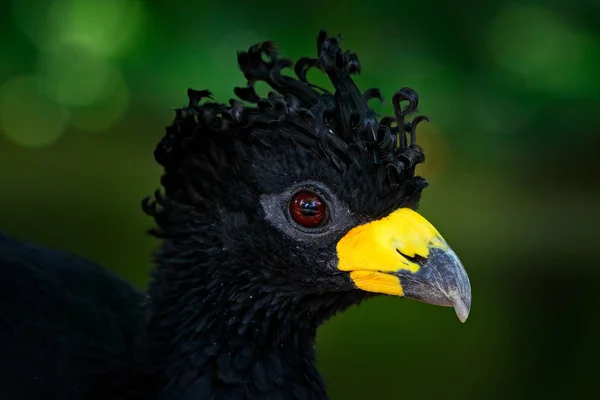 Detalle Curassow Retrato Cerca Curassow Cara Desnuda Crax Fasciolata Gran —  Fotos de Stock