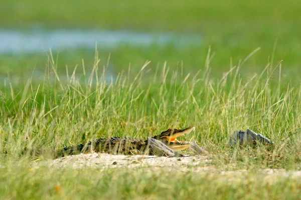 Nilkrokodil Krokodylus Niloticus Mit Offener Schnauze Versteckt Gras Okavango Delta — Stockfoto