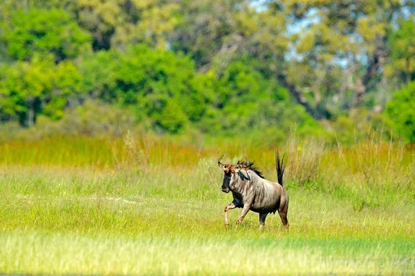 Mavi Wildebeest Çayır Botswana Afrika Doğa Ortamlarında Büyük Hayvan Üzerinde — Stok fotoğraf