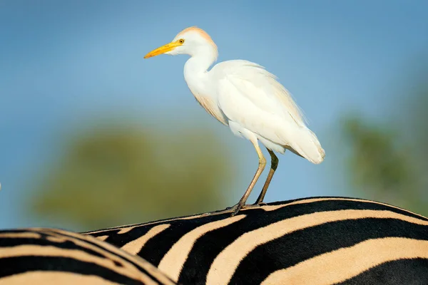 Funny image from African nature, heron sitting on the zebra back. Wildlife scene from nature, Kruger NP, South Africa. Cattle egret, Bubulcus ibis, in the nature habitat, sunny day with blue sky.