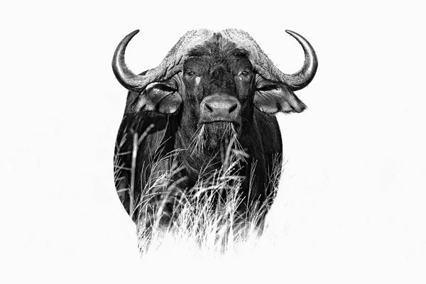 Afrikanischer Büffel Cyncerus Cafer Gras Stehend Moremi Okavango Delta Botswana — Stockfoto