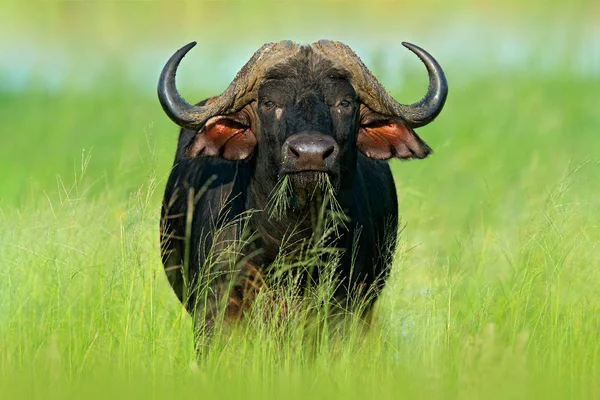 Sera Tramonto Africa Buffalo Africano Cyncerus Cafer Piedi Sulla Riva — Foto Stock