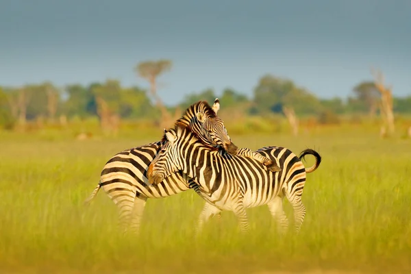 Zebry Savannah Dwie Zebry Zielonej Trawie Pora Deszczowa Delta Okawango — Zdjęcie stockowe