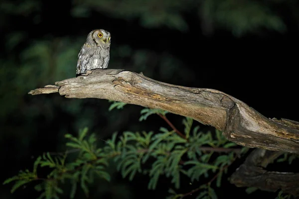 African Scops Owl Otus Senegalensis Bird Nature Habitat Botswana Owl — Stock Photo, Image