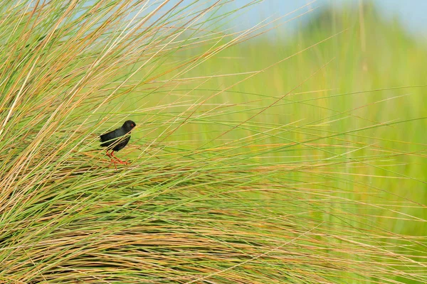 Crake Negro Zapornia Flavirostra Escondido Hierba Cerca Del Agua Del — Foto de Stock