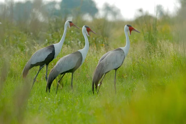 Żuraw Grus Carunculata Czerwoną Głową Dzika Przyroda Delty Okavango Moremi — Zdjęcie stockowe