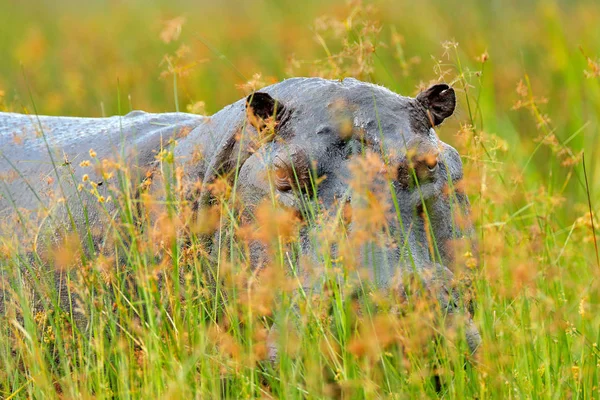 Hippo Grass Wet Green Season African Hippopotamus Hippopotamus Amphibius Capensis — Stock Photo, Image