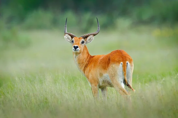 뜨거운 있는데 Vardonii Puku 보츠와나에서에서 포유동물 아프리카에서 사슴을 장면입니다 자연입니다 — 스톡 사진