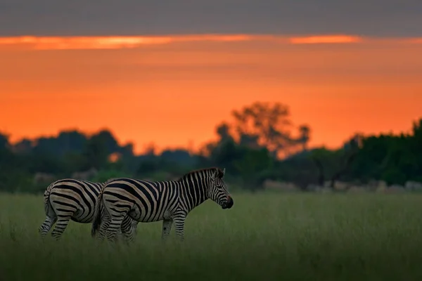 Zebras Blue Storm Sky Burchell Zebra Equus Quagga Burchellii Nxai — Stock Photo, Image