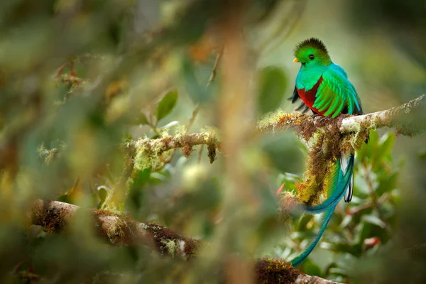 Resplandecente Quetzal Savegre Costa Rica Com Floresta Verde Fundo Magnífico — Fotografia de Stock