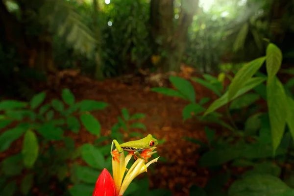 Rødøyde Frosk Naturen Dyr Med Store Røde Øyne Elven Skogen – stockfoto