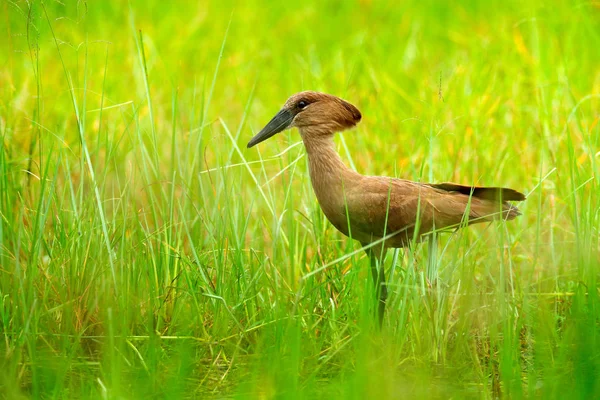 Hamerkop Scopus Umbretta Zielonej Trawie Pora Deszczowa Afryce Brązowy Ptak — Zdjęcie stockowe