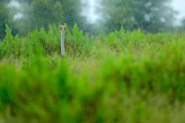 Gemensamma Struts Stor Fågel Utfodring Grönt Gräs Savannah Regnig Dag — Stockfoto