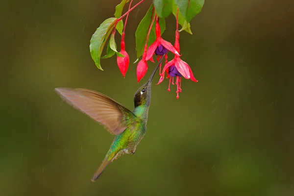 Magnífico Beija Flor Eugenes Fulgens Voando Lado Bela Flor Verde — Fotografia de Stock