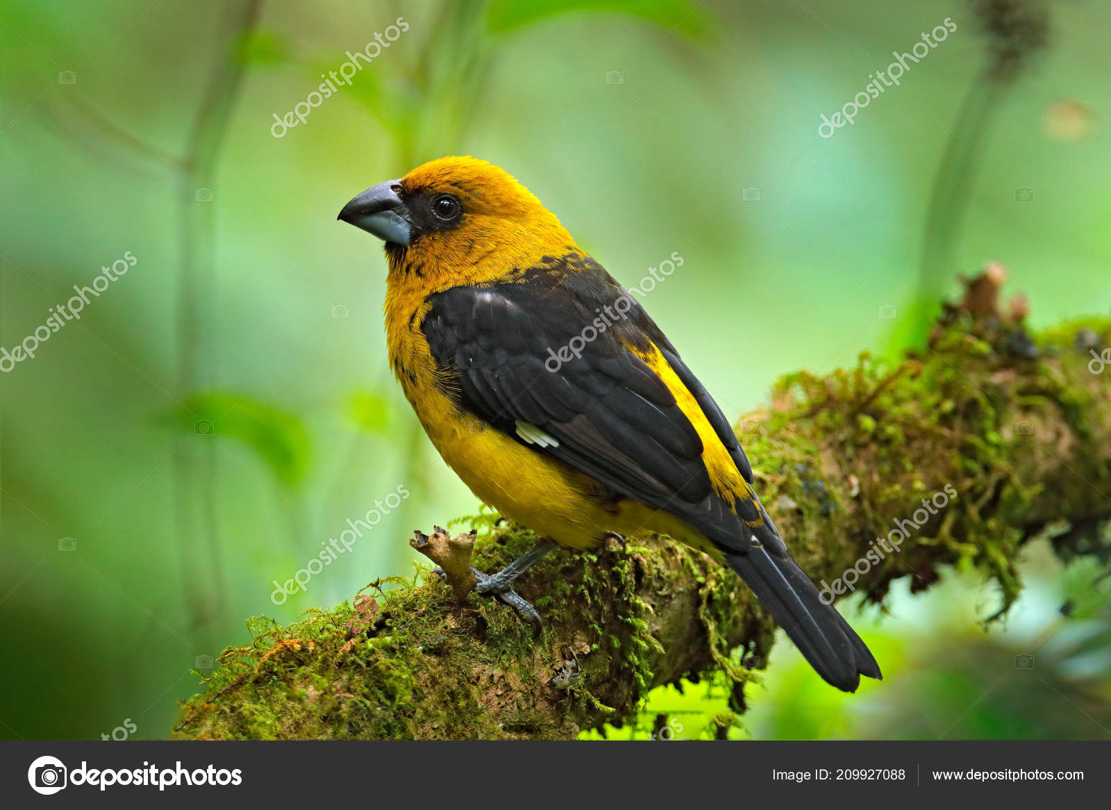 Gros Bec Noir Alaska Pheucticus Jambier Oiseau Forestier