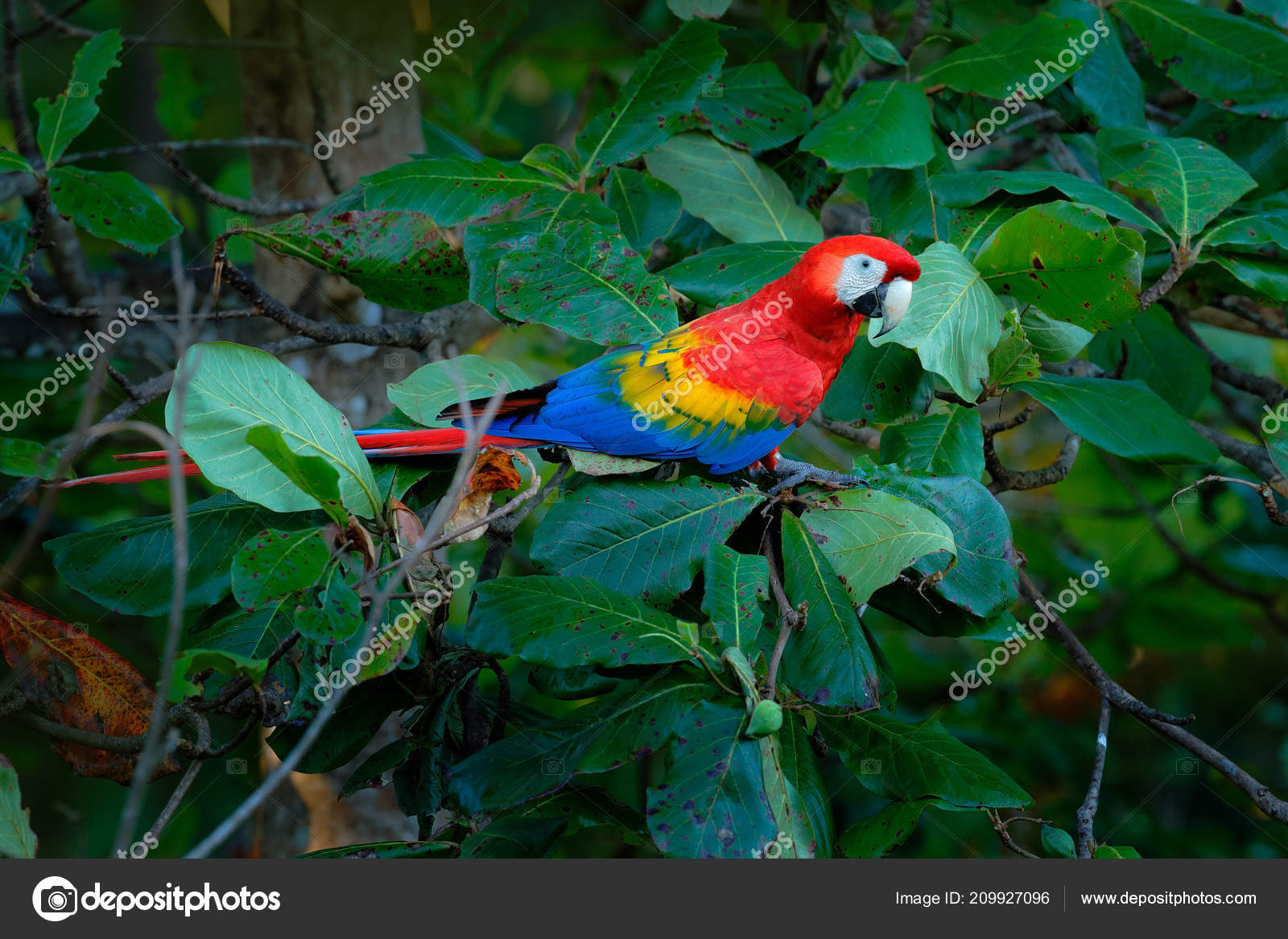 Red Parrot Scarlet Macaw Ara Macao Bird Sitting Branch Food Stock Photo By C Ondrejprosicky Red Parrot Scarlet Macaw Ara Macao Bird Sitting Branch Food Stock Photo By C Ondrejprosicky