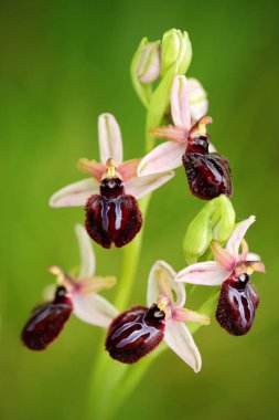 Ophrys tenthredinifera, Sawfly orkide, Gargano İtalya. Avrupa karasal vahşi orkide, doğa habitat çiçeklenme. Bloom, bahar sahne Avrupa'dan güzel detay. Kır çiçeği yeşil çayır üzerinde.