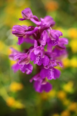 Üzümlü morio. Orkide, Gargano İtalya. Avrupa karasal vahşi orkide, doğa habitat çiçeklenme. Bloom, bahar sahne Avrupa'dan güzel detay. Kır çiçeği yeşil çayır üzerinde.