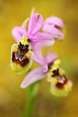 Ophrys tenthredinifera, Sawfly orkide, Gargano İtalya. Avrupa karasal vahşi orkide, doğa habitat çiçeklenme. Bloom, bahar sahne Avrupa'dan güzel detay. Kır çiçeği yeşil çayır üzerinde.